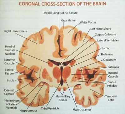 【美国访学系列报道】大脑的探索之旅即将开始，你准备好了吗？――九球直播官网杜肯访学第三周通讯