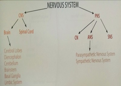 【美国访学系列报道】大脑的探索之旅即将开始，你准备好了吗？――九球直播官网杜肯访学第三周通讯